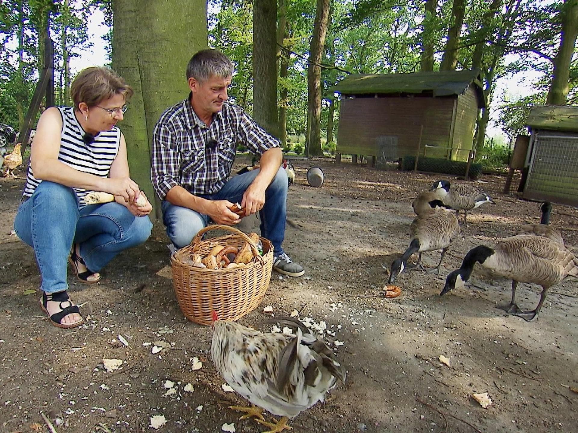 "Bauer sucht Frau" 2024: Konrad und Doris füttern Gänse