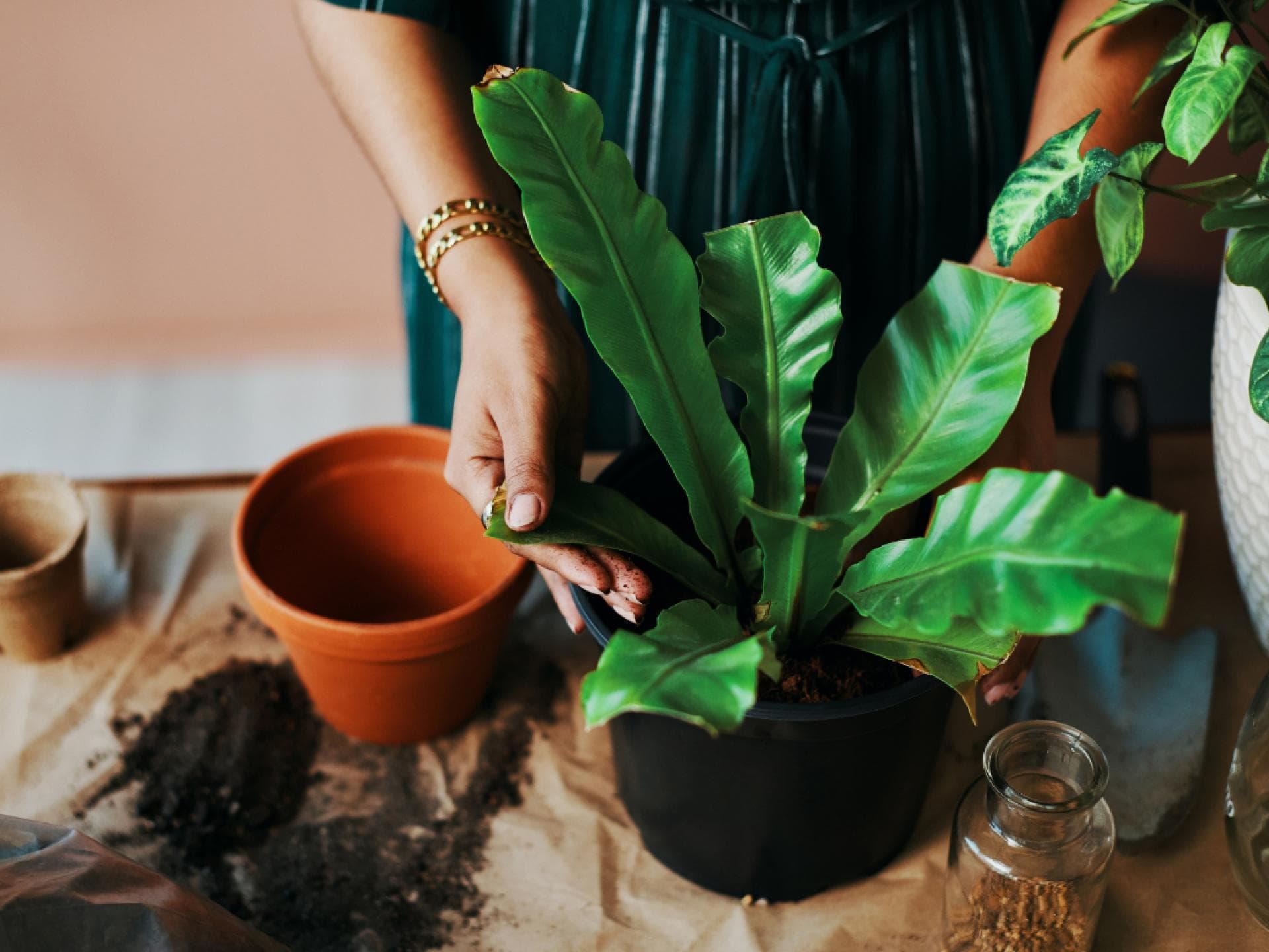 Tipps zum Umpflanzen Umtopfen von Pflanzen
